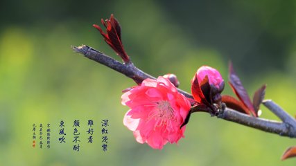 桃花