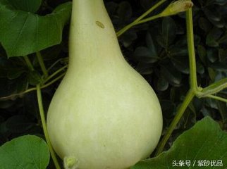 別曾學(xué)士