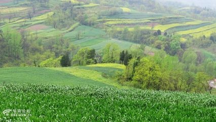 田園雨后贈(zèng)鄰人