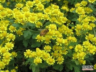 往在東武與人往反作粲字韻詩(shī)四首今黃魯直亦