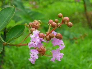 聽事前紫薇花二本甚盛戲題絕句