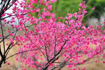 江神子/江城子 賦梅，寄余叔良