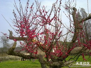 見(jiàn)梅有感