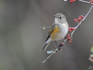 尾犯（林鐘商）