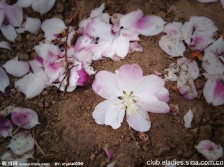 惜落花，贈崔二十四