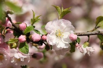 小桃紅·杏花開后不曾晴