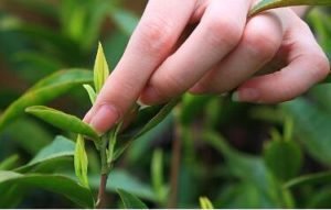 茶中雜詠。茶筍