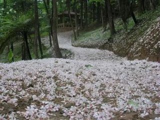 三月二十四日宿曾峰館，夜對(duì)桐花，寄樂天