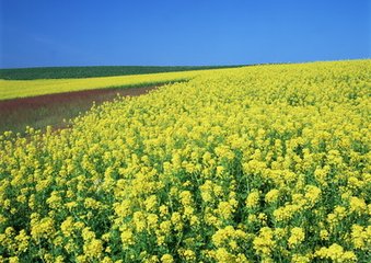 曉上天津橋閑望偶逢盧郎中、張員外攜酒同傾