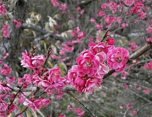 減字木蘭花·九年離別