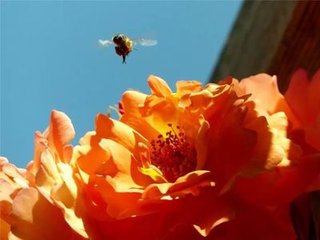 聞傅氏莊紫笑花開急棹小舟觀之