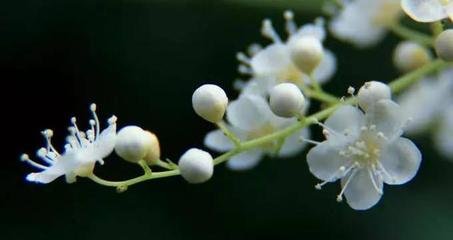 西湖明月引/江城梅花引