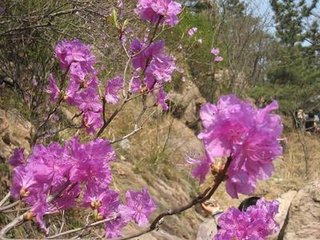 同友生題僧院杜鵑花