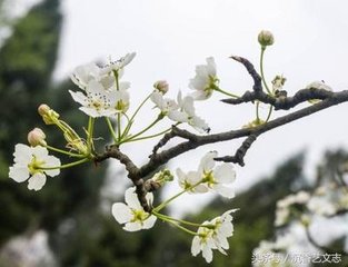 左掖梨花（一作海棠。與丘為、皇甫冉同作）