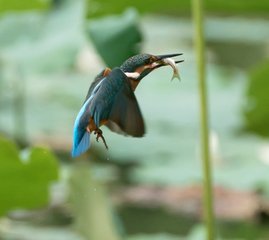 藍(lán)田溪雜詠二十二首。銜魚(yú)翠鳥(niǎo)