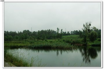 雨中小酌