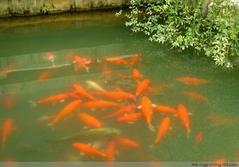 花港觀魚(yú)