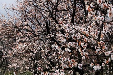 花山寺