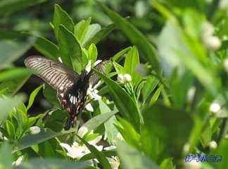 蝶戀花·舟艤津亭何處樹