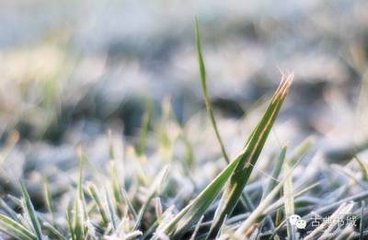 晨登樂游原，望終南積雪