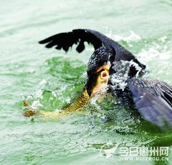 游龍門分題十五首·魚鷹