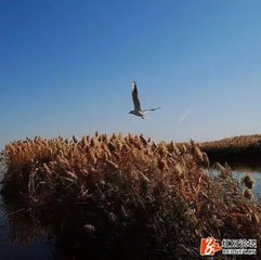 犬鳶