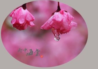 憶舊游（雨中海棠）