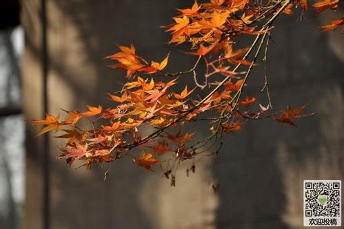 滿路花·冬