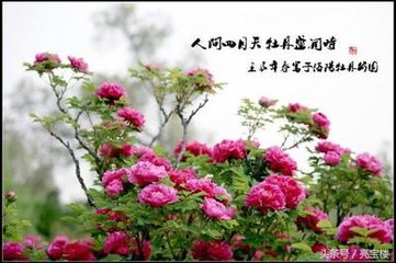 菩薩蠻（雪樓賞牡丹席上用楊民瞻韻）