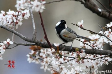 李花二首