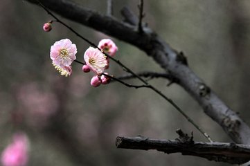 暗香 吳中顧氏舊時月色亭，陸壹天倡始用白