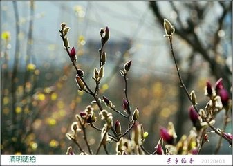 同錦州胡郎中清明日對(duì)雨西亭宴