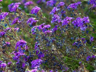 【仙呂】賞花時(shí)北