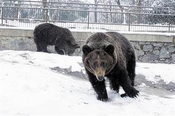 園竹為大雪所折