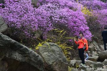 喜山石榴花開（去年自廬山移來）