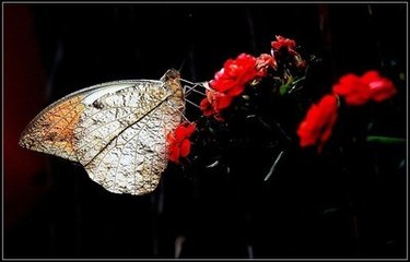 蝶戀花·（一名一籮金