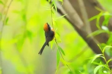 眼兒媚·暖云挾雨洗塵埃