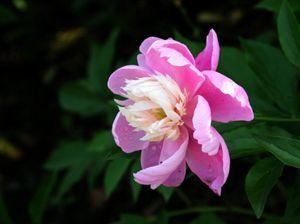 清平樂 山行見芍藥 山中芍藥五月始開，有感