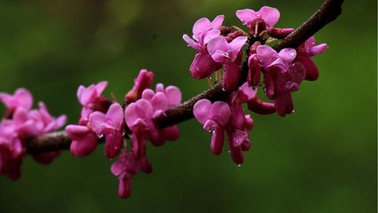 和微之詩二十三首。和雨中花