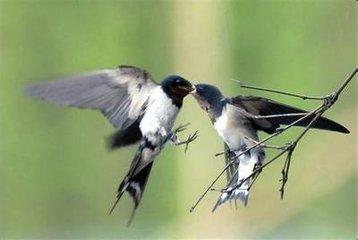 詠燕上主司鄭愚