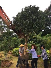 開東園路北至山腳因治路傍隙地雜植花草