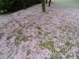 念奴嬌·杏花過雨