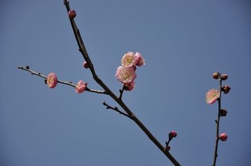 滿庭芳（賞梅）