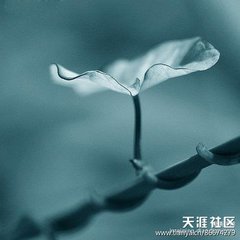 南歌子·鵲起驚紅雨