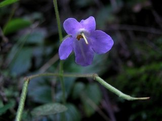 三月二十七日自撫州往南城縣舟行見拂水薔薇因有是作