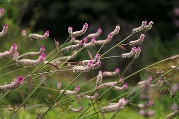 臨江仙·秋色三分繞過(guò)二