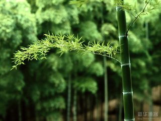 瑞鶴仙（母氏生朝二首）