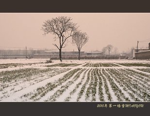 連日有雪意戲書