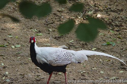 贈(zèng)黃山胡公求白鷴