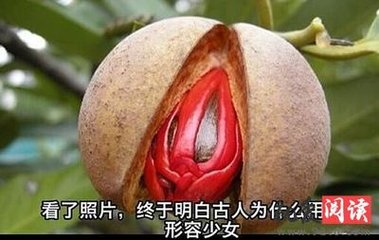 鷓鴣天·豆蔻梢頭春意濃